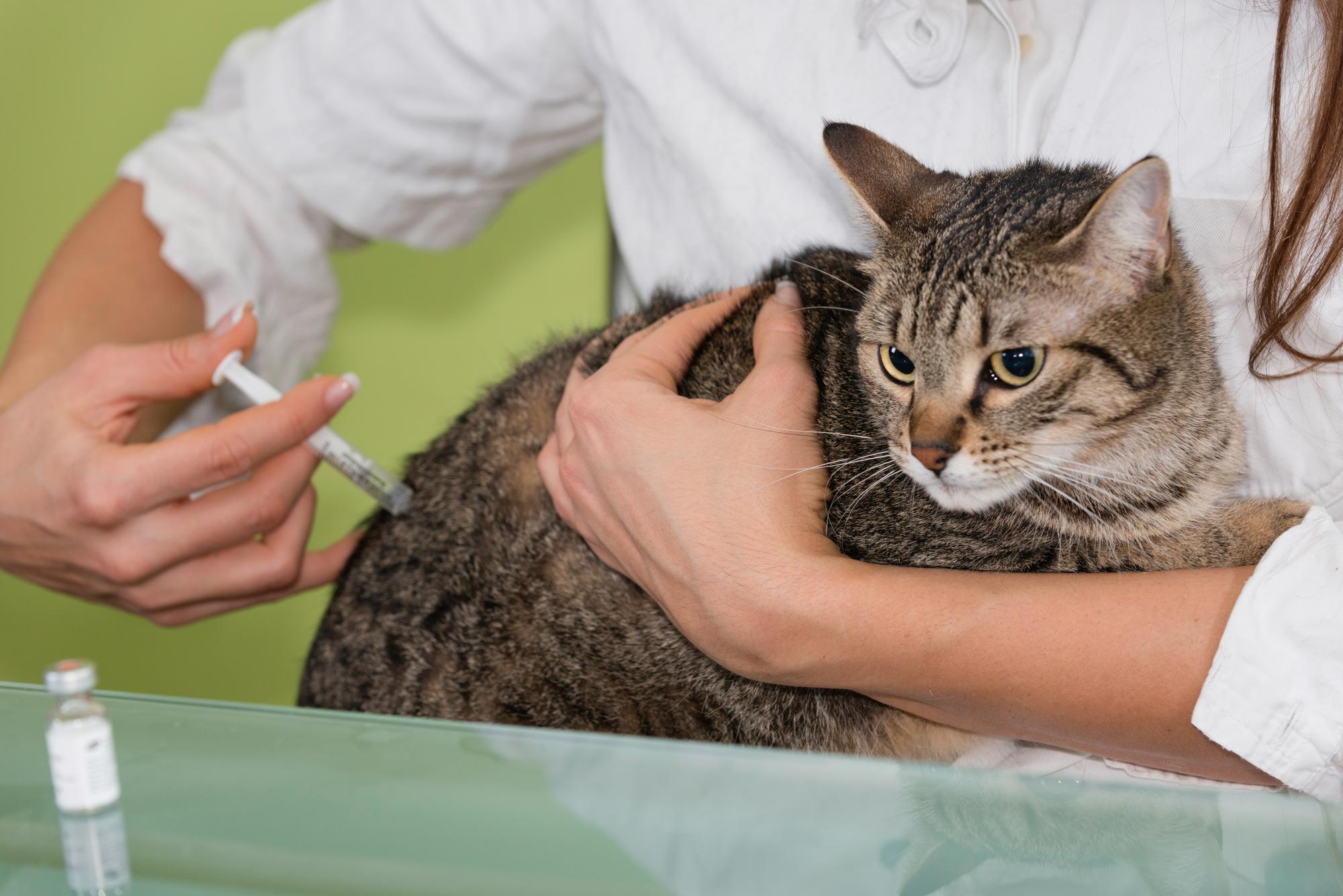 Vacinação de gatos