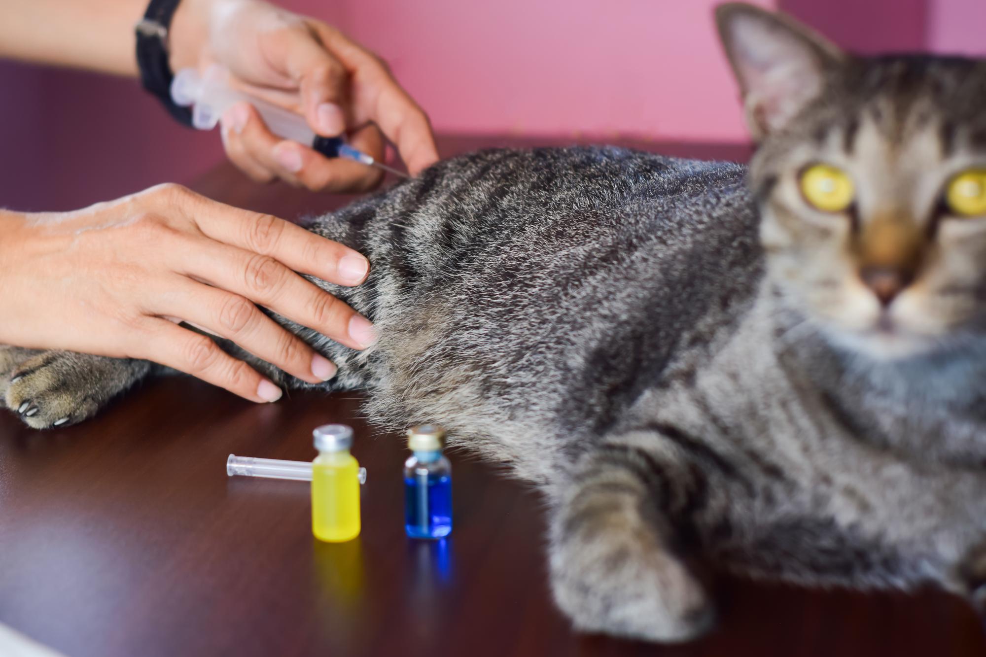 O conceito de vacinação para gatos para prevenir doenças infecciosas em gatos