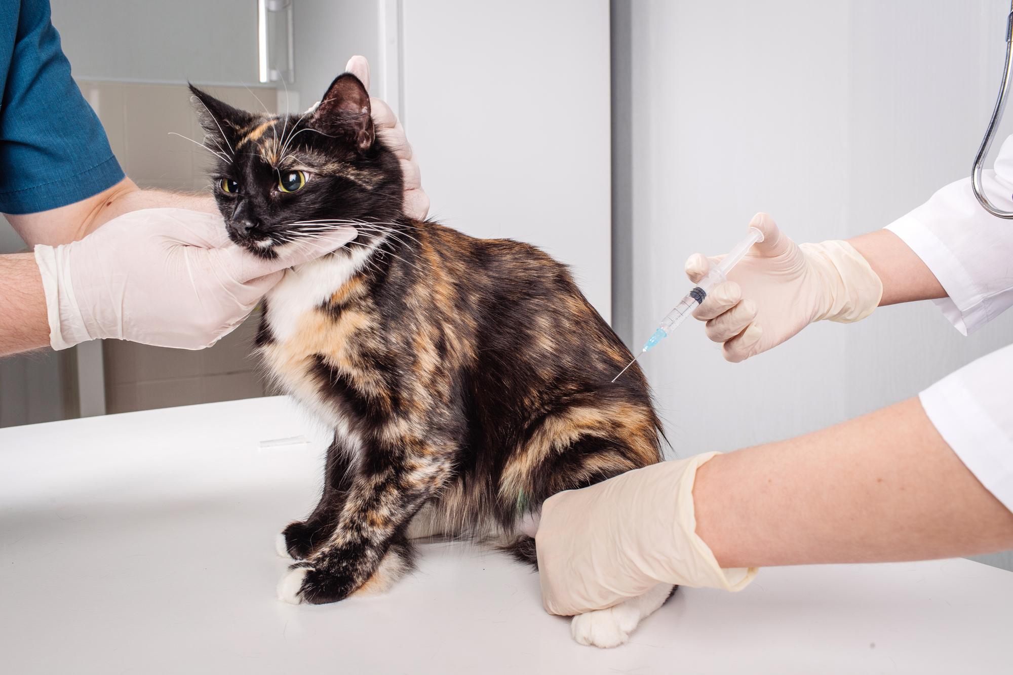 Veterinário dando injeção para gato preto