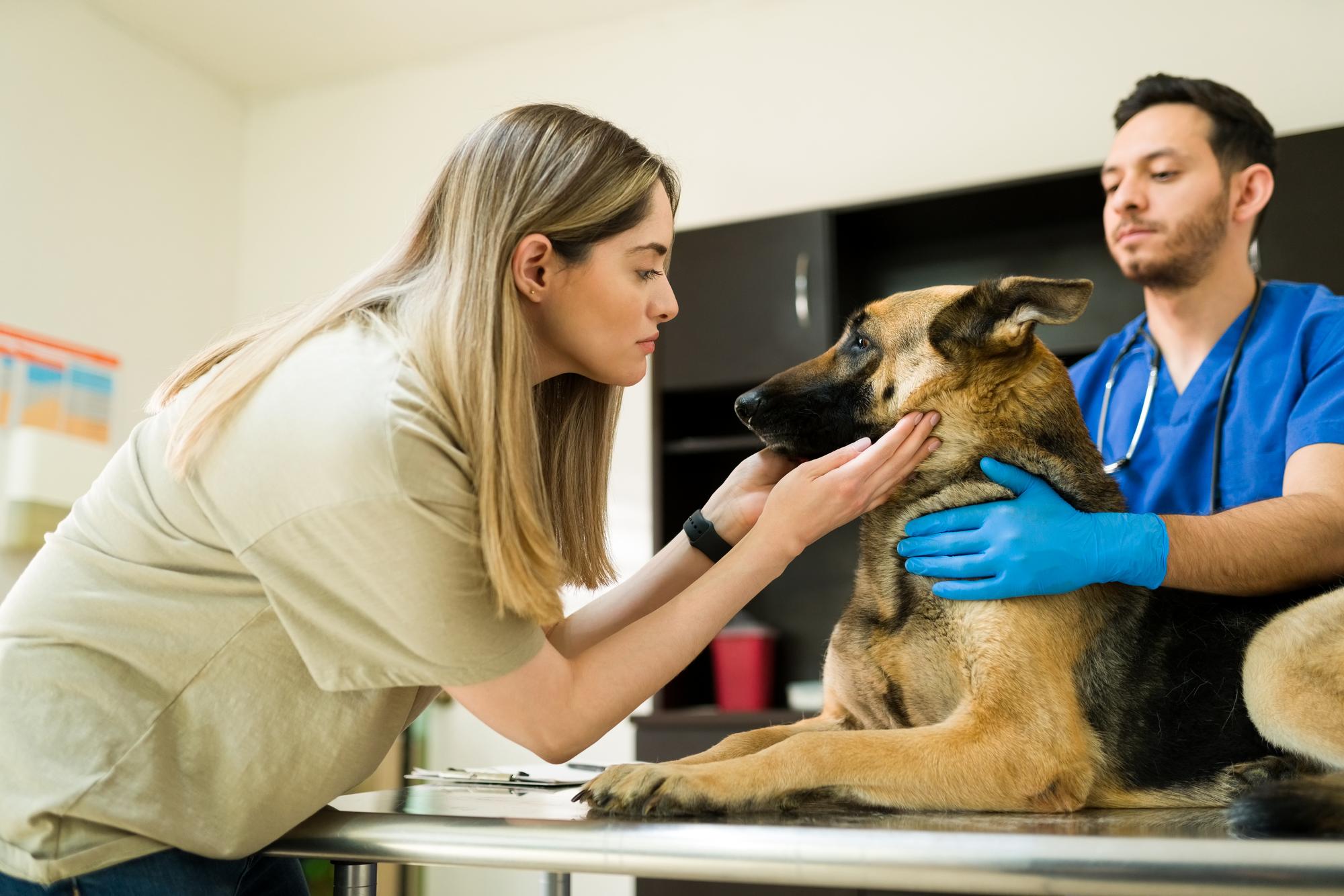 Mulher caucasiana triste acariciando seu cachorro e dizendo adeus a ele no veterinário. Veterinário profissional hispânico pronto para colocar para dormir um pastor alemão envelhecido