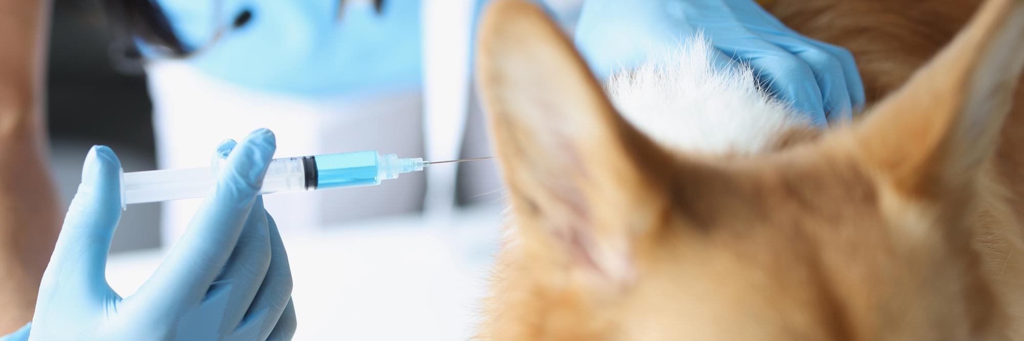 Aproximação da veterinária dando injeção de medicamento para cachorro na clínica de vacinação de animais de estimação