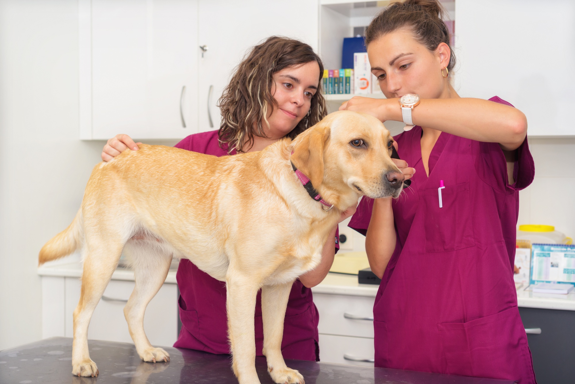Auditoria de um cão em clínica veterinária