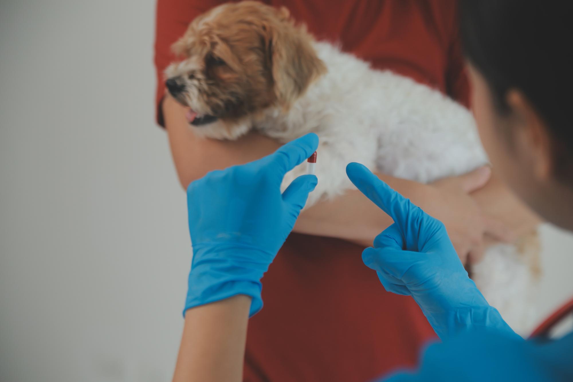 Fotografia em close-up de mãos de veterinário verificando o cão por estetoscópio em uma clínica veterinária