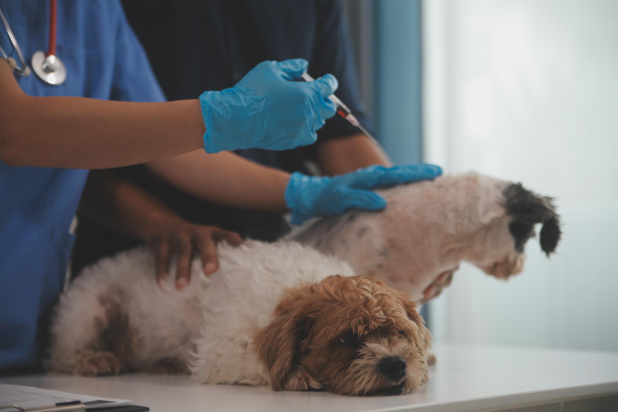 Em uma clínica veterinária moderna, um cachorrinho de Panshi Tzu senta-se em uma mesa de exame, enquanto uma veterinária avalia a saúde de um cachorro saudável sendo examinado por um veterinário profissional.
