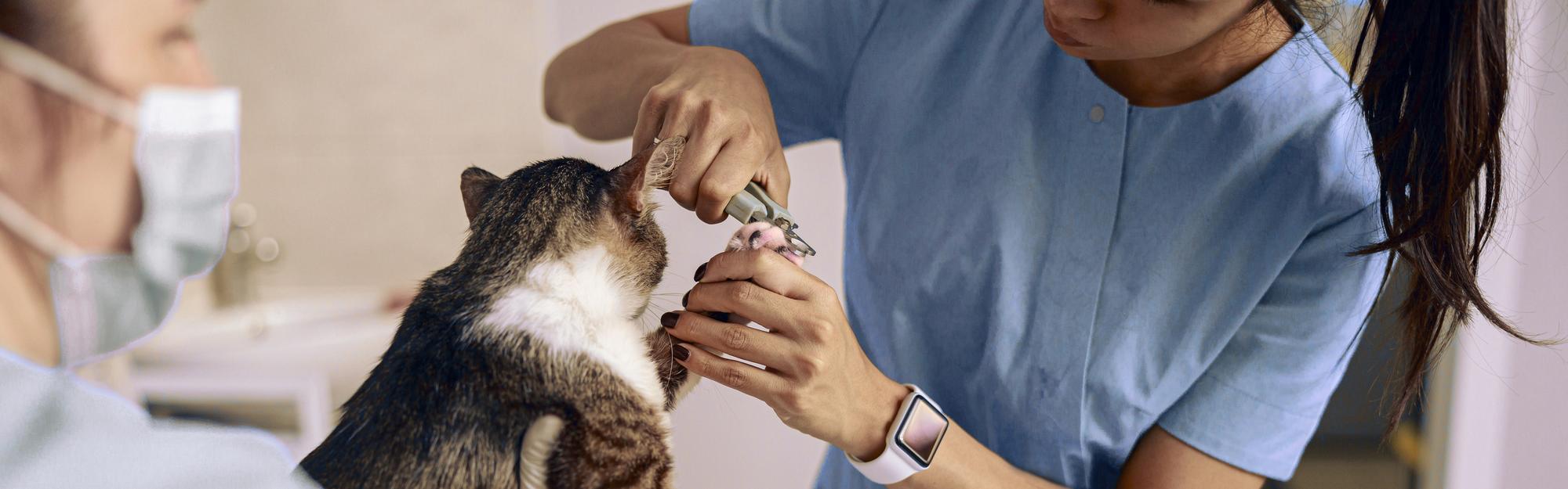 Jovem veterinário asiático em uniforme azul corta as garras de gato com uma tesoura enquanto a enfermeira segura o animal de estimação em um close-up moderno do escritório da clínica