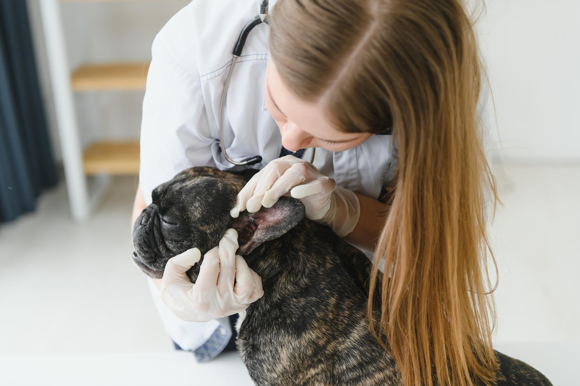 Alegre jovem veterinário cuidando e examinando um belo cão buldogue francês