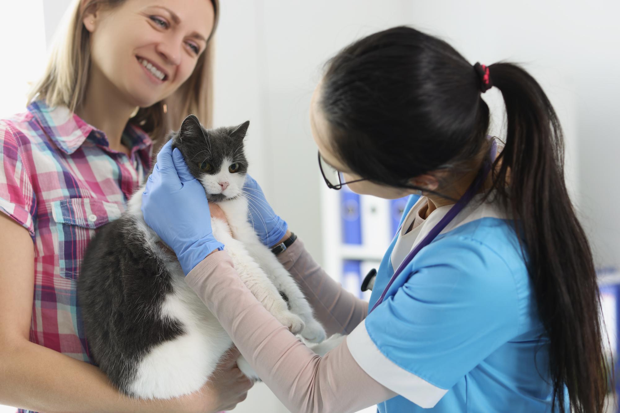A dona da mulher segura o gato nas mãos e a veterinária brinca com o animal