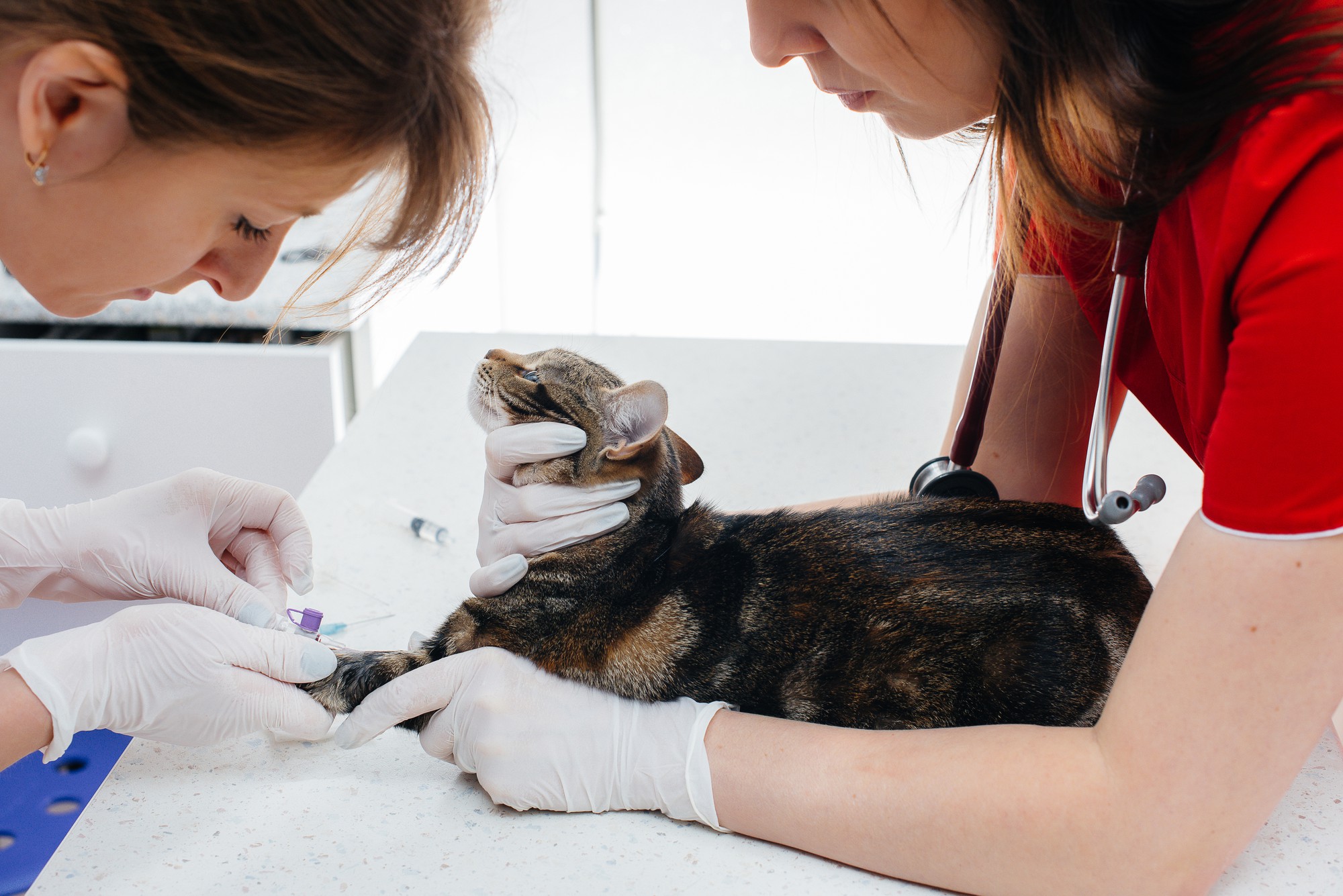 Em uma clínica veterinária moderna, um gato puro-sangue é examinado e tratado na mesa. Clínica veterinária.