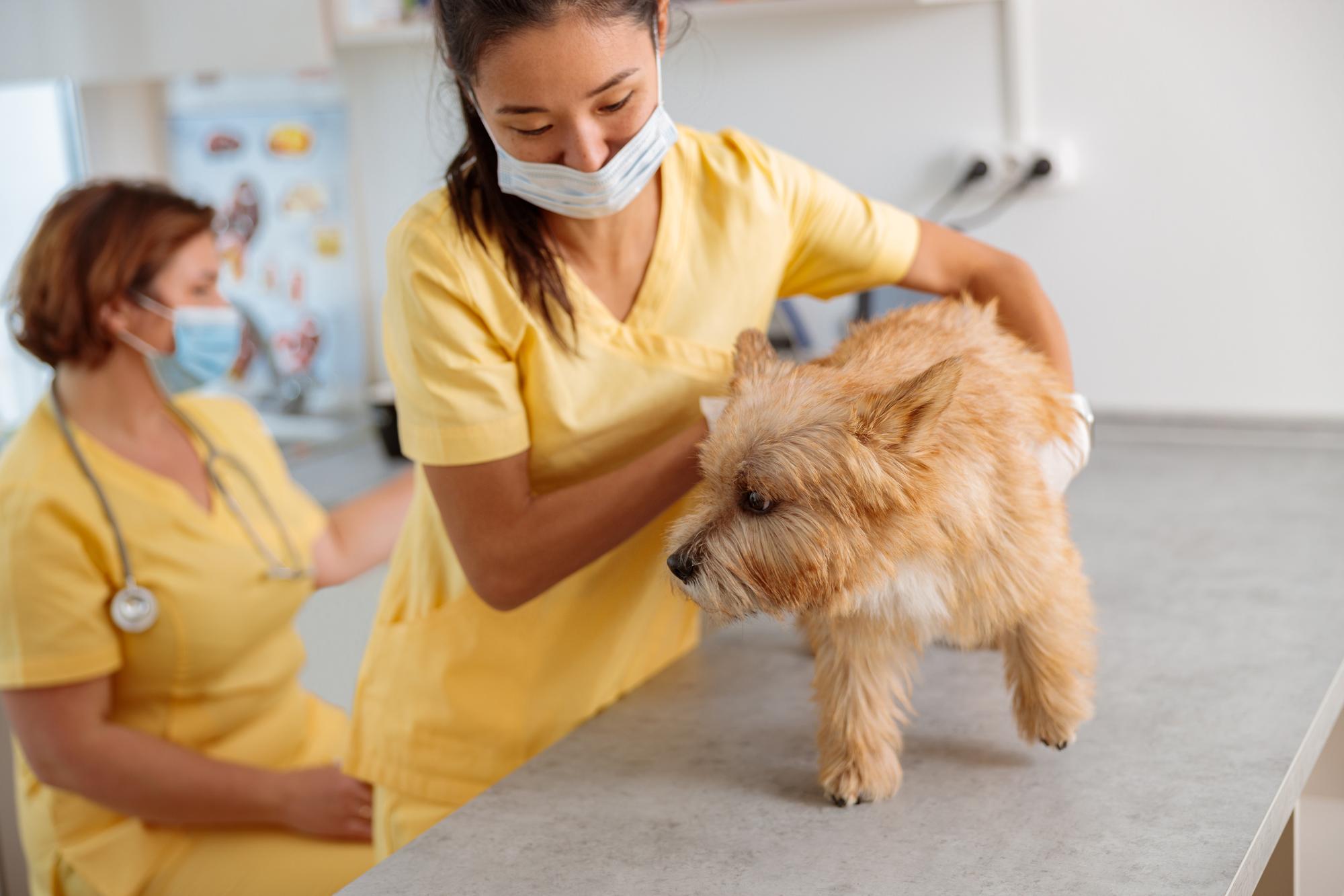 Jovem veterinária cuidando de cachorro na clínica