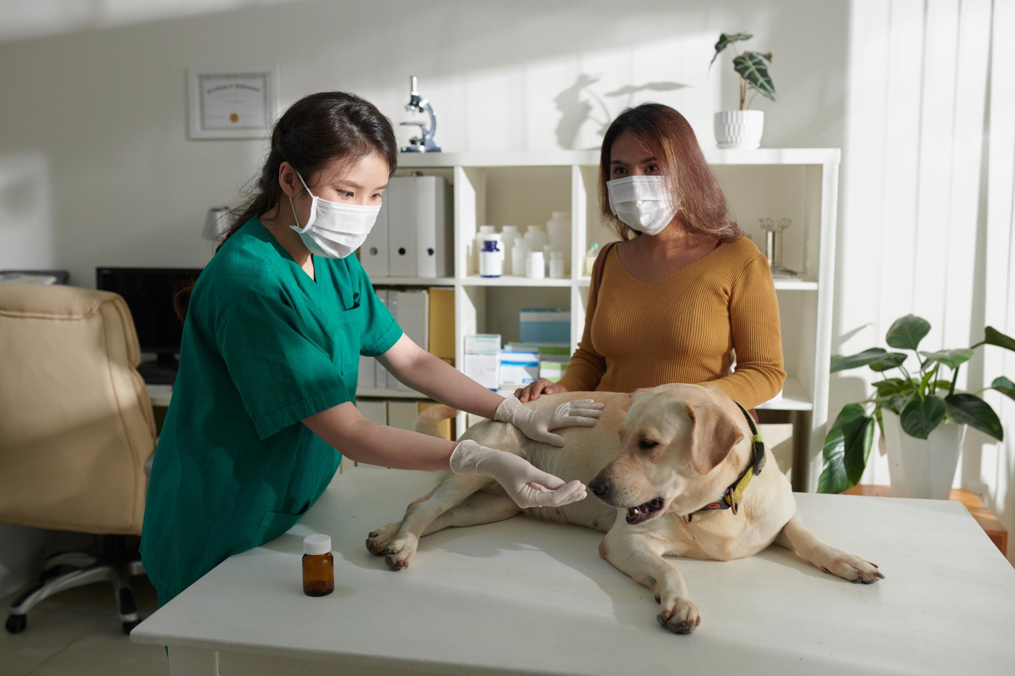 Enfermeira dando remédio para cachorro