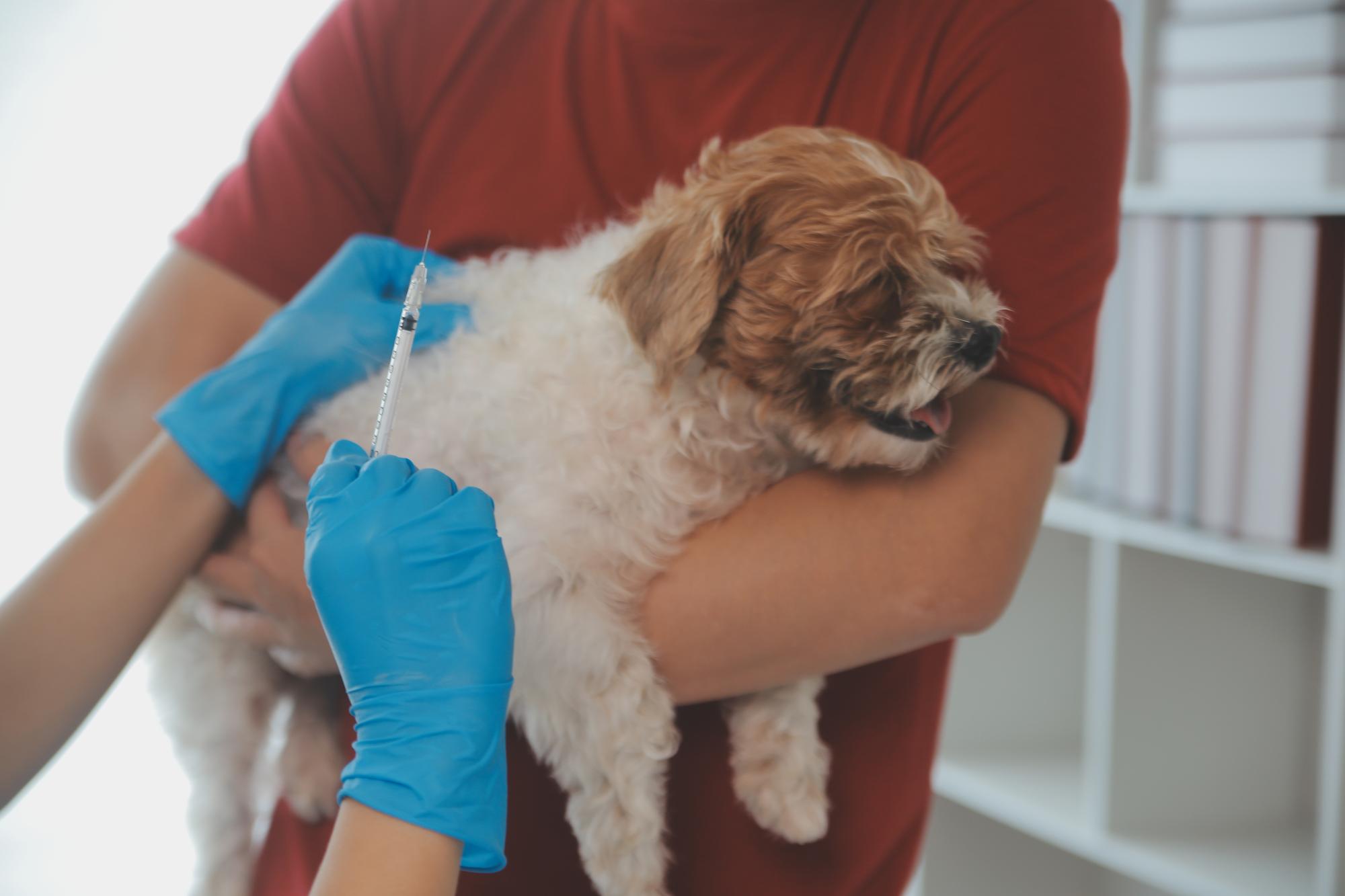 Fotografia em close-up de mãos de veterinário verificando o cão por estetoscópio em uma clínica veterinária