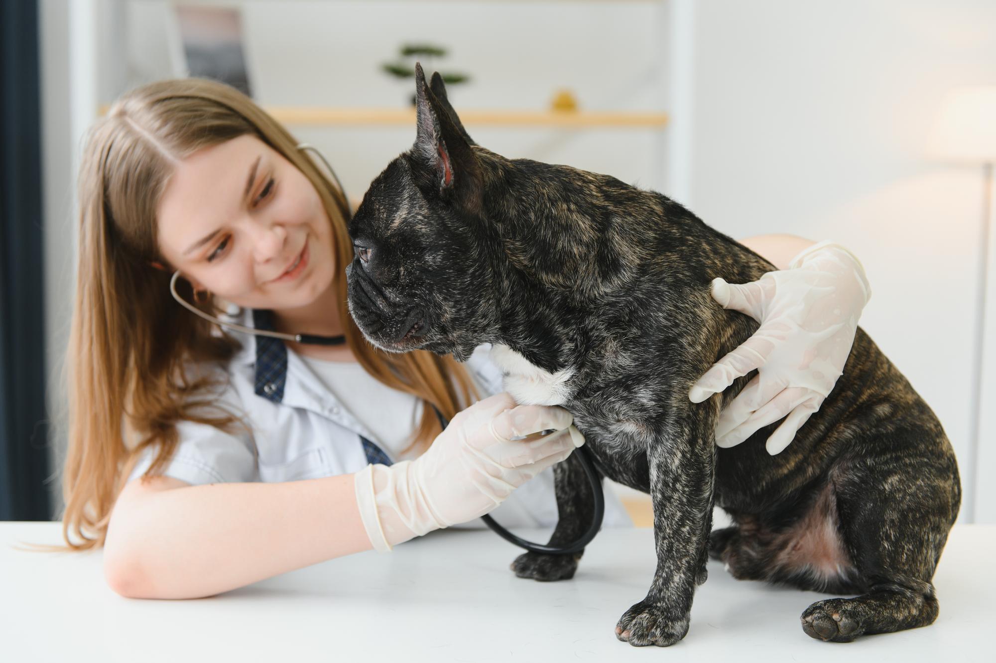 Bulldog francês em uma clínica veterinária Conceito de medicina veterinária