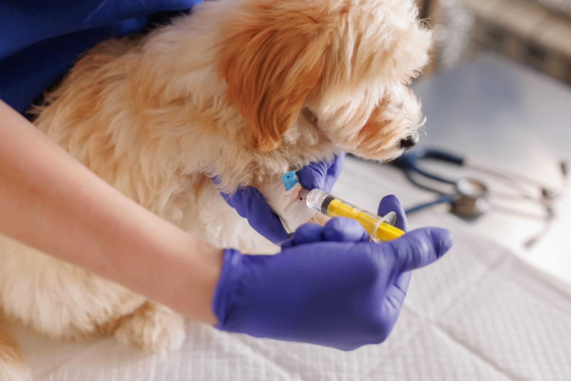 Um veterinário injecta medicamento com uma seringa numa pata de cão. Cuidados de emergência para animais em clínicas veterinárias.
