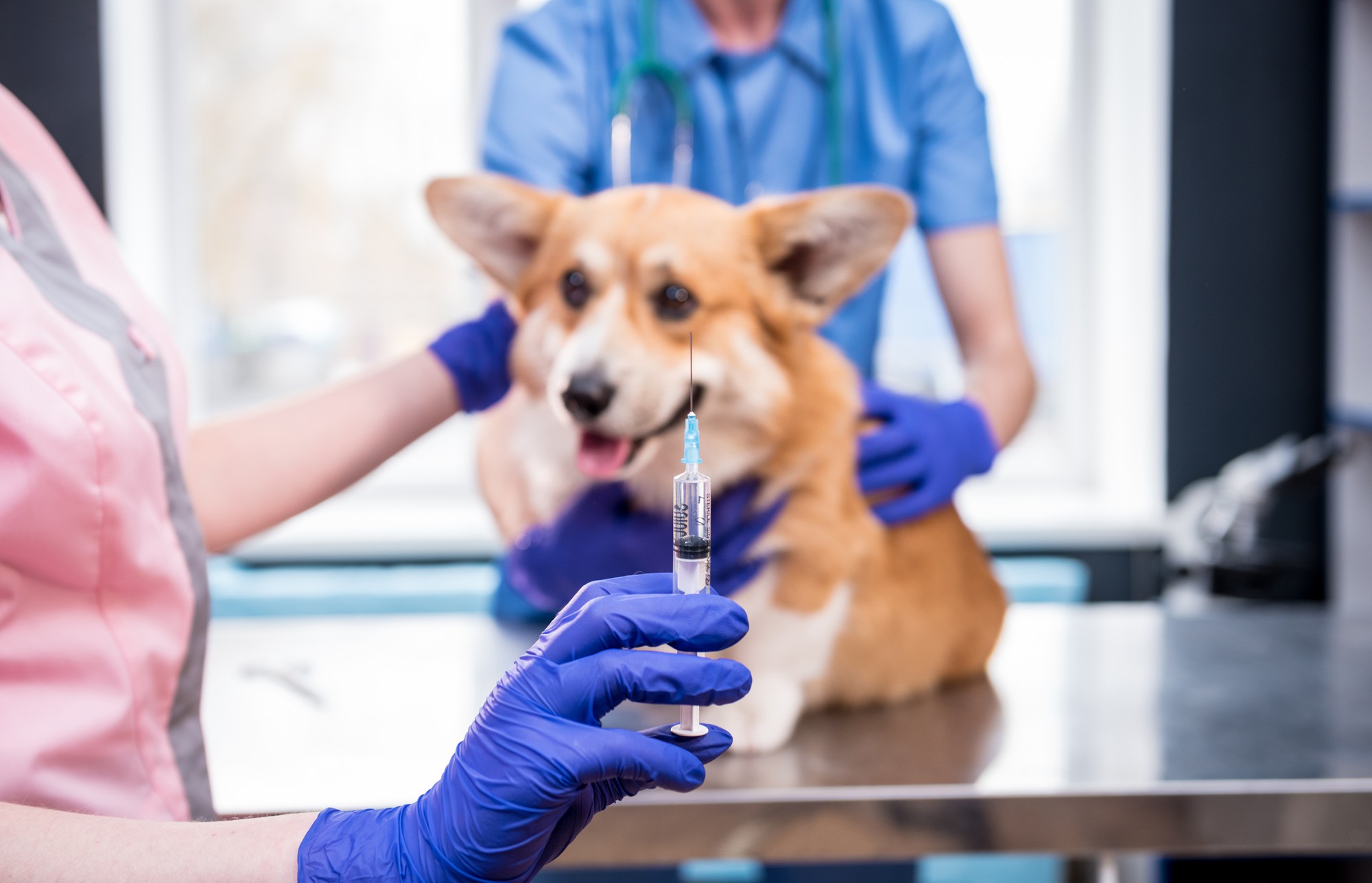 Equipe veterinária dando vacina ao cão corgi