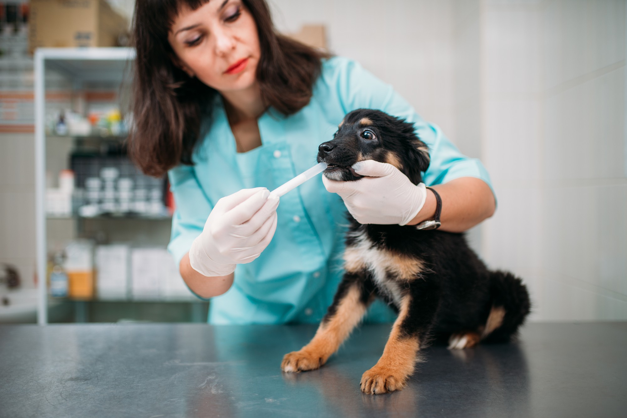 Veterinária examinando dentes de cães na clínica