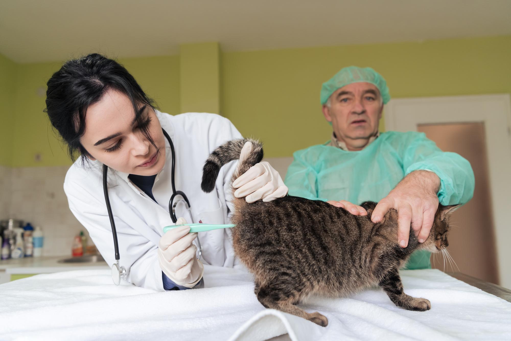 Veterinário medindo a temperatura de um gatinho