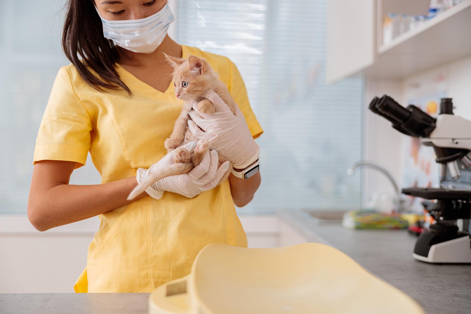 Jovem veterinária cuidando de gatinho na clínica