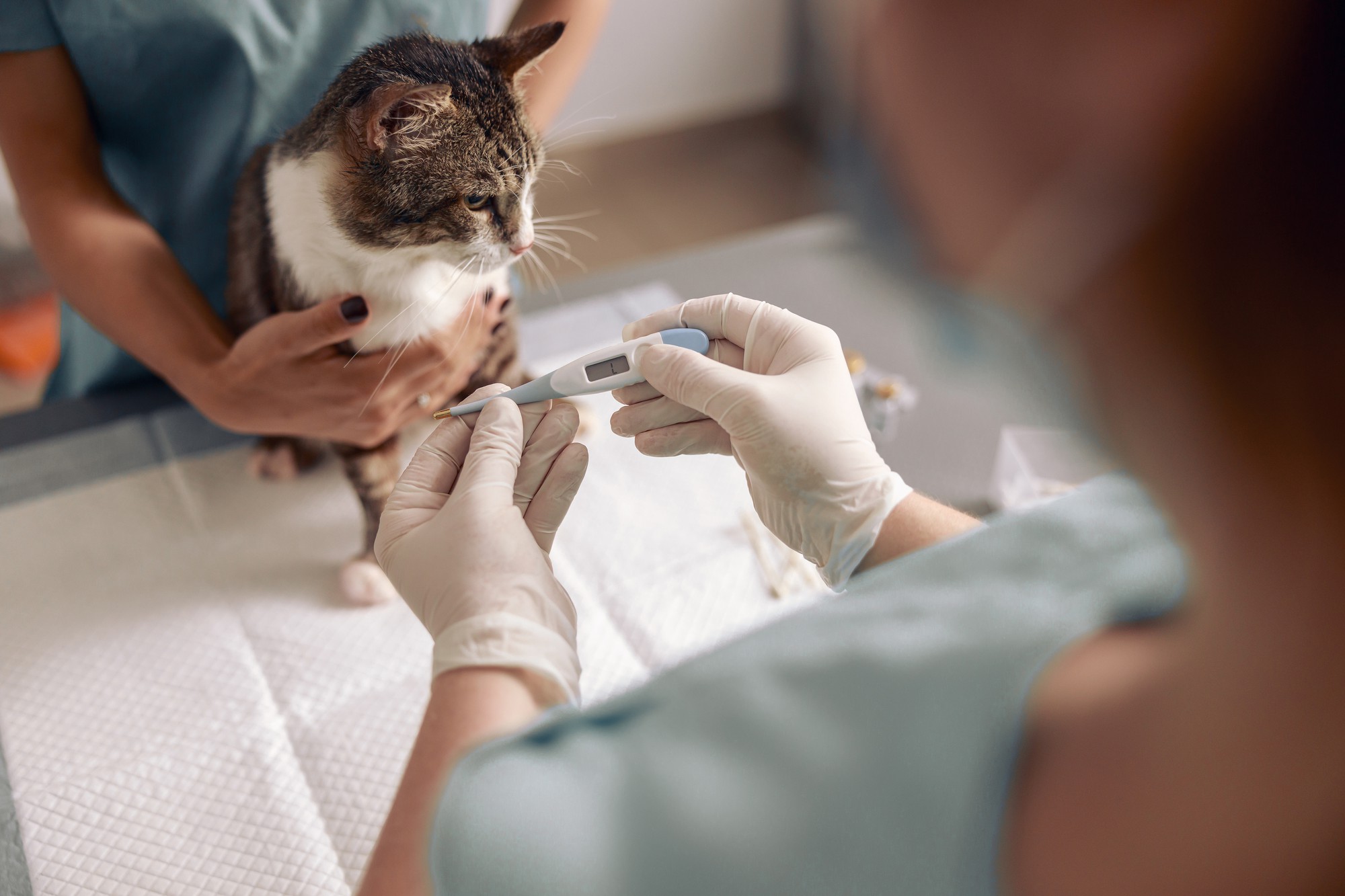 Veterinário em luvas mede a temperatura de um gato fofo com termômetro digital no consultório da clínica