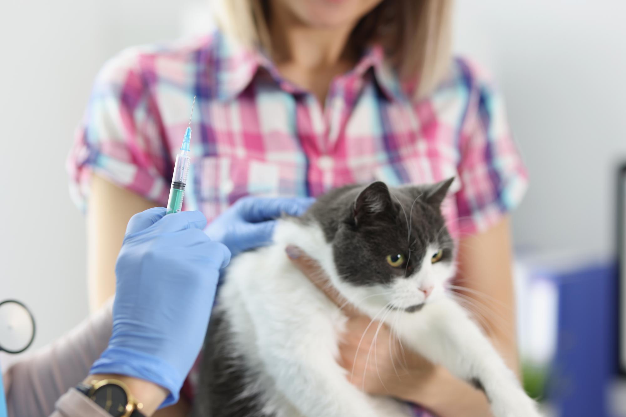 O veterinário faz uma vacinação de um gato