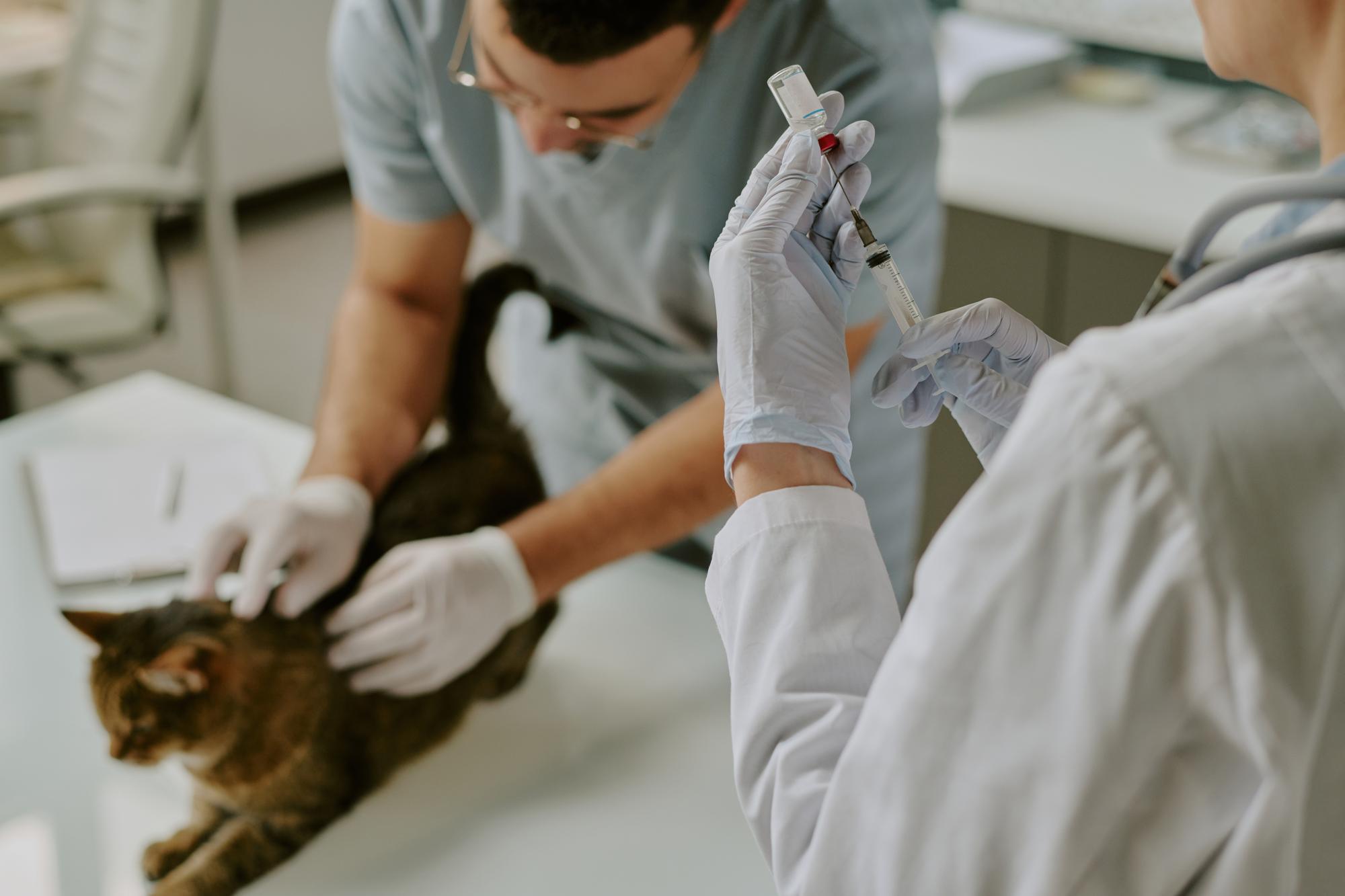 Veterinário administrando a vacina ao gato enquanto o assistente mantém o animal firme na mesa de exame