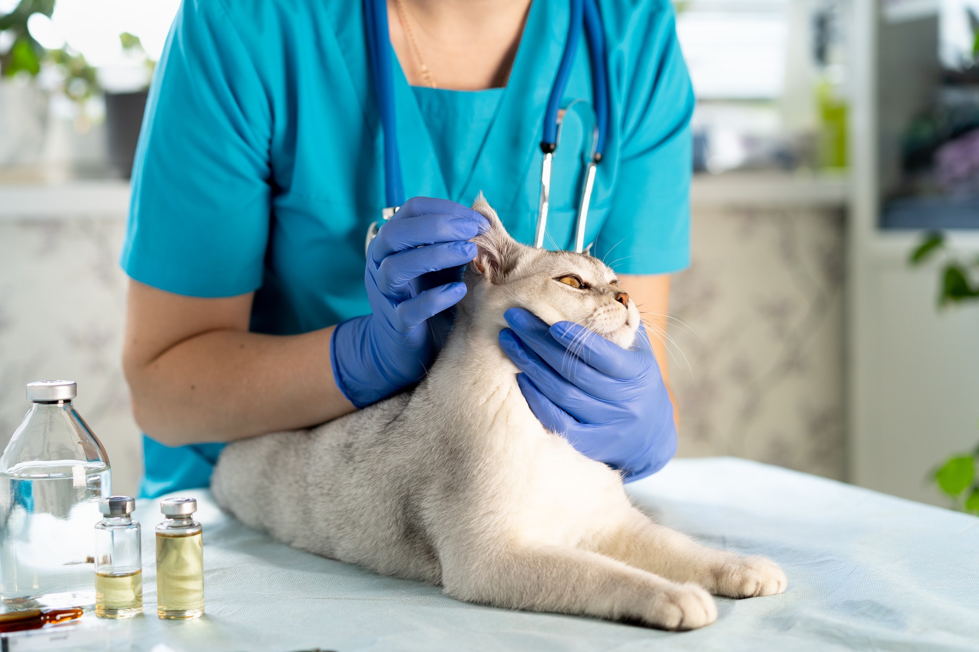 Vet examinando cães e gatos. Filhote de cachorro e gatinho no médico veterinário. Exame e vacinação do animal de estimação.