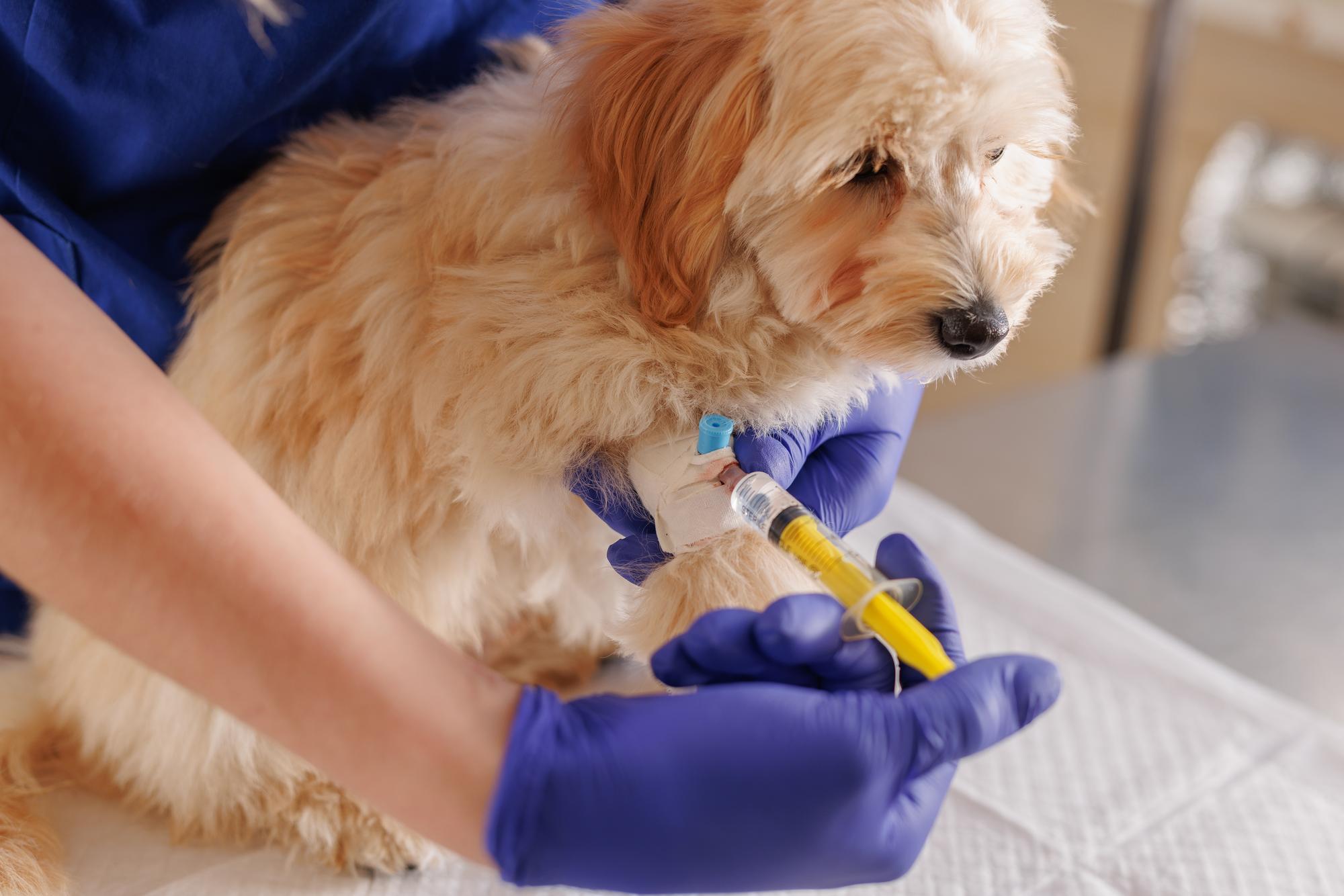 Um veterinário injecta medicamento com uma seringa numa pata de cão. Cuidados de emergência para animais em clínicas veterinárias.