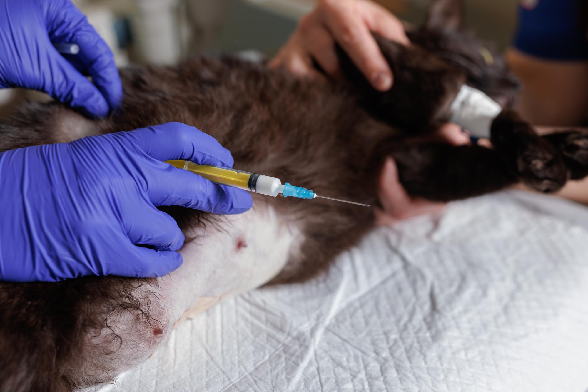 médico veterinário dá uma injeção a um animal gato veterinário administra anestesia ao animal antes da cirurgia