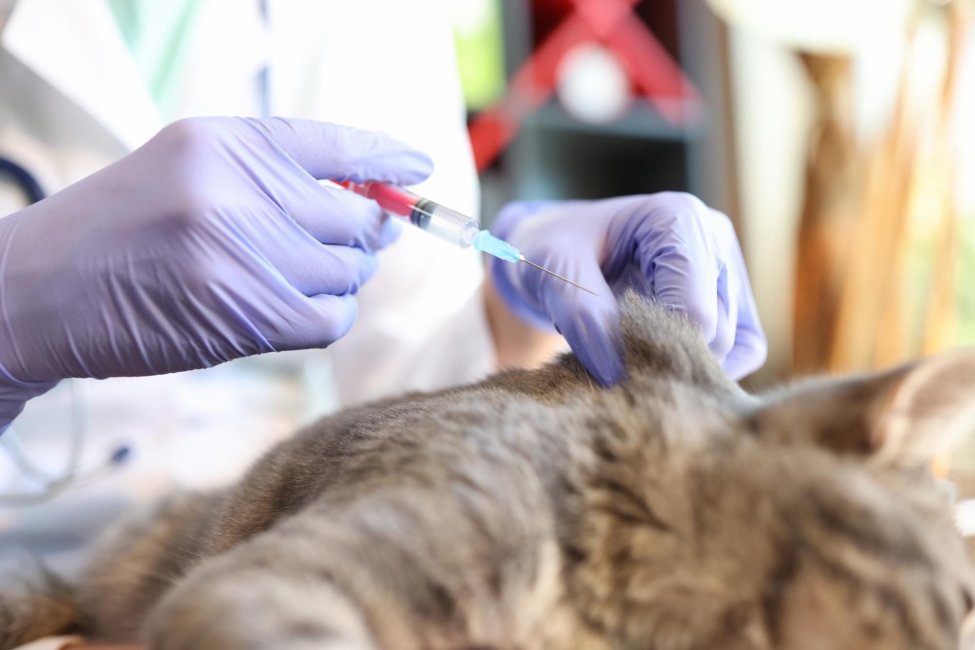 Médico veterinário enluvado fazendo injeção para gato em clínica veterinária perto do veterinário