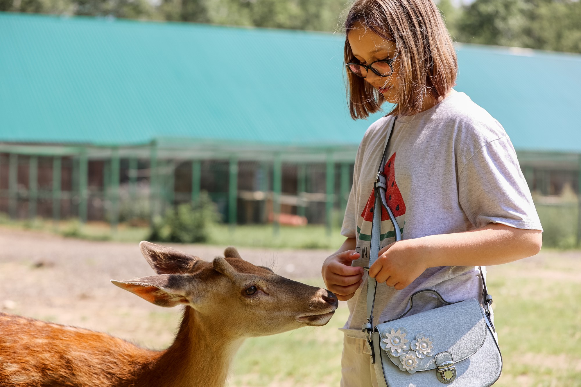 Uma menina alimentando bambi bonito veado manchado no zoológico. Garota viajante feliz gosta de se socializar com animais selvagens no parque nacional no verão. Veado filhote brincando com pessoas em contato com o zoológico