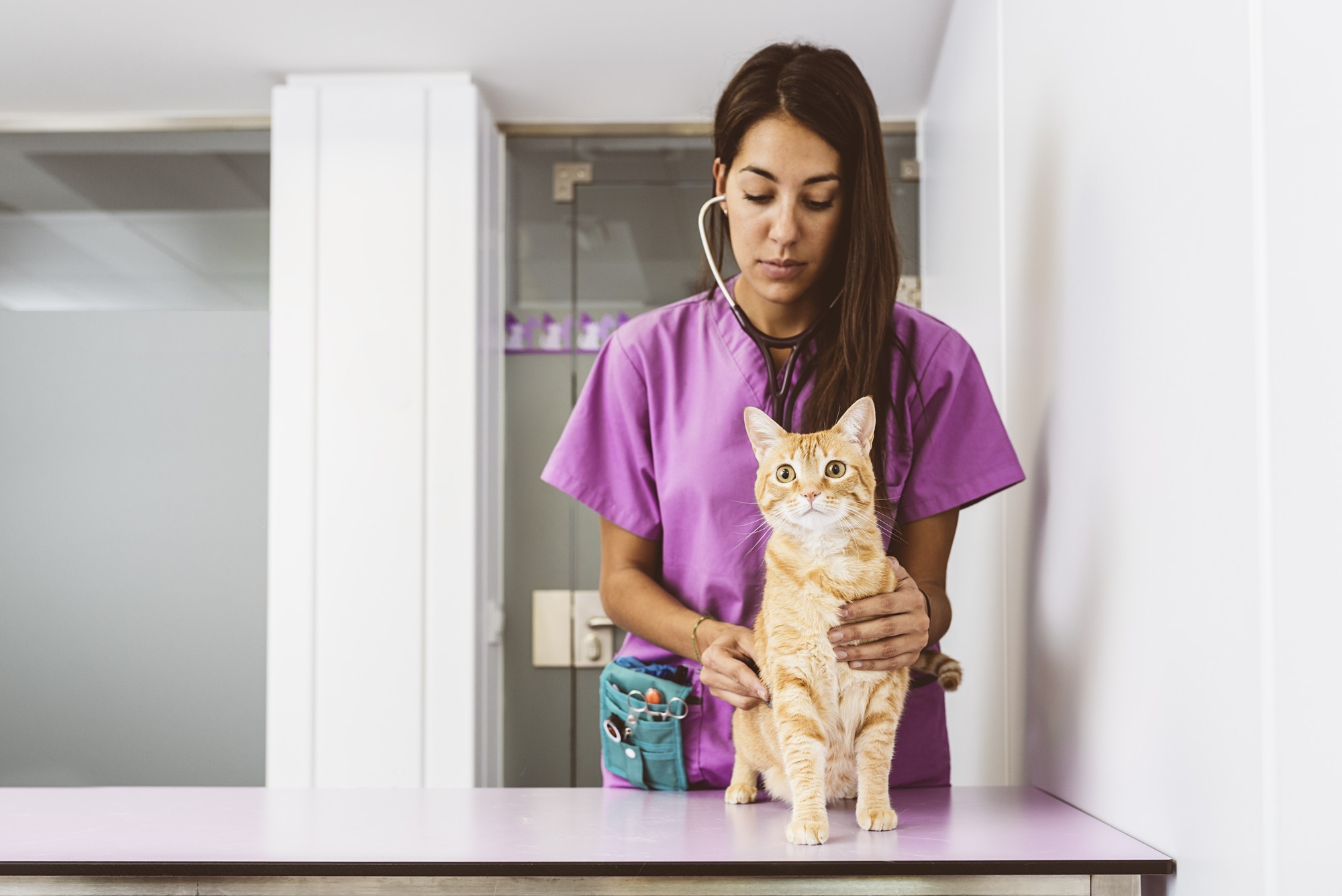 O médico veterinário está fazendo um check-up em um lindo gato bonito. Conceito Veterinário.