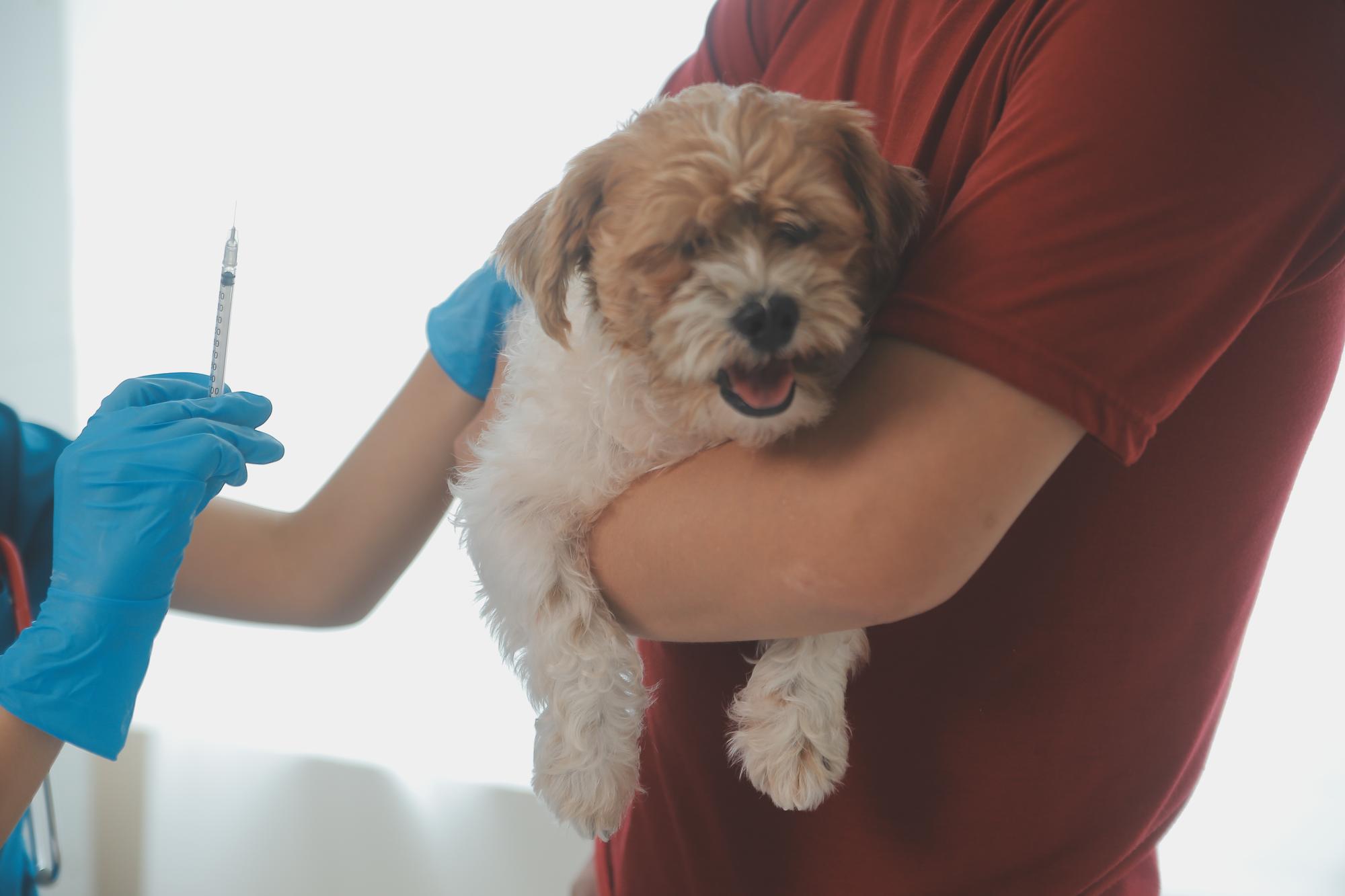 Fotografia em close-up de mãos de veterinário verificando o cão por estetoscópio em uma clínica veterinária