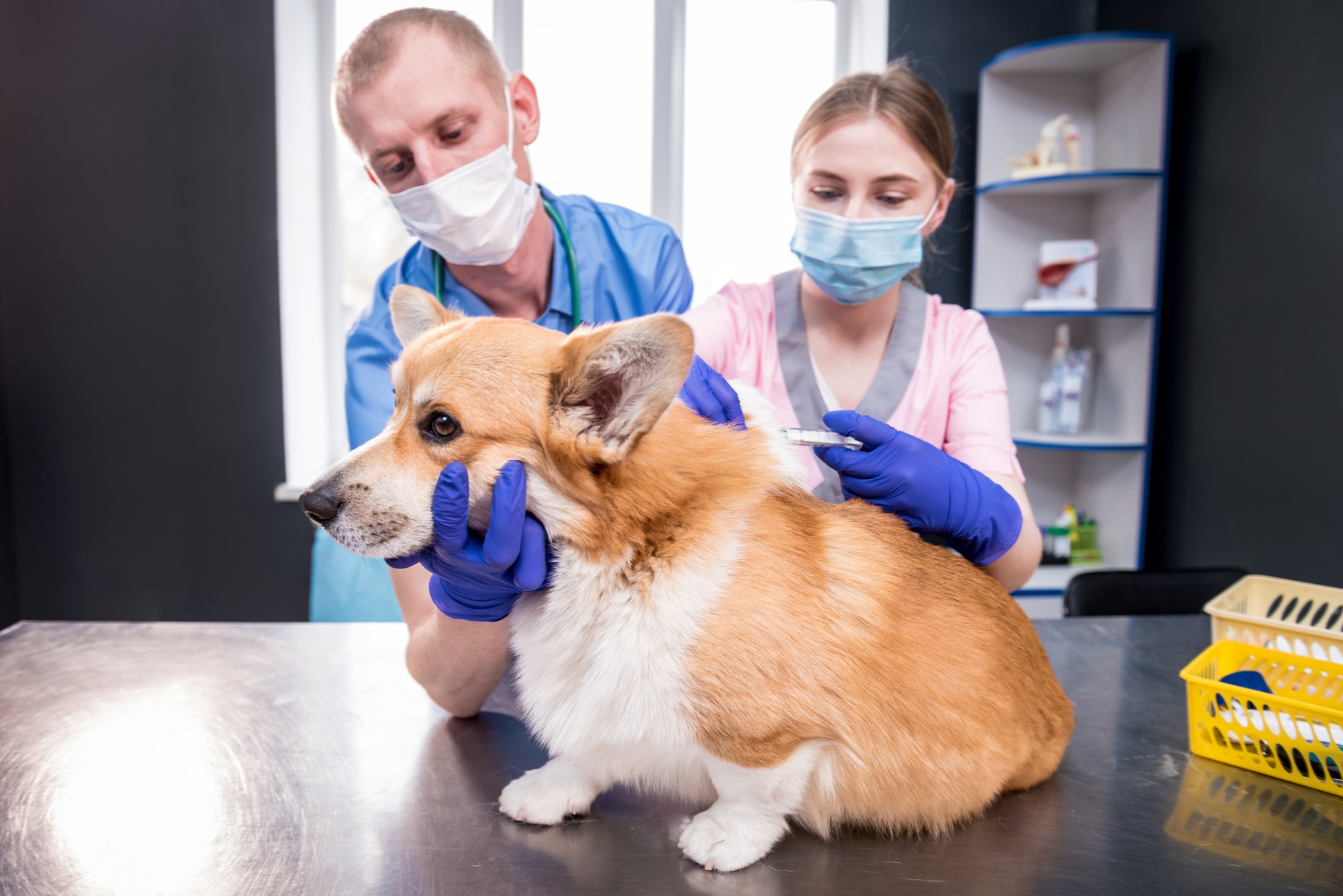Equipe veterinária dando vacina ao cão corgi