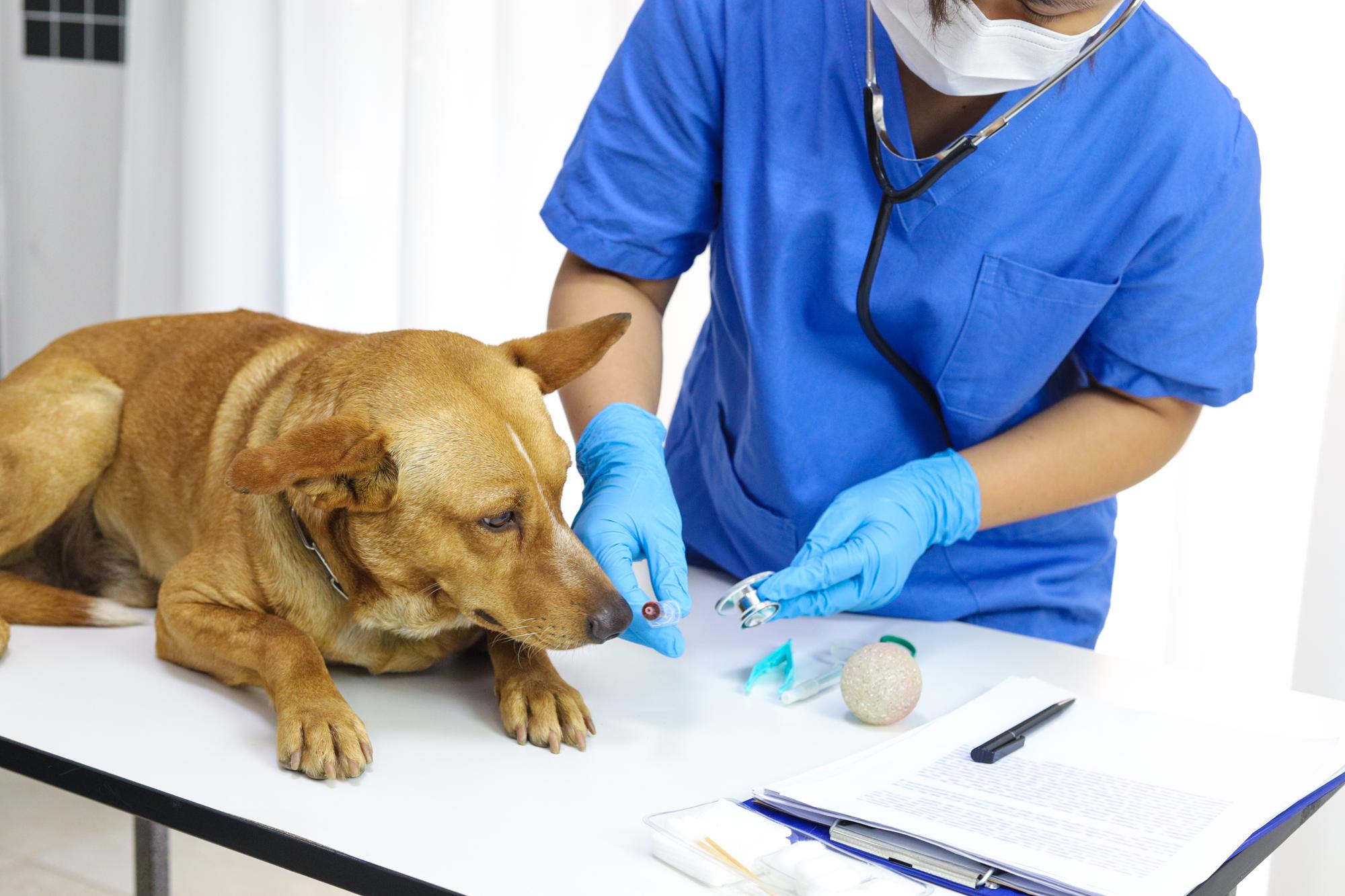 Cão na mesa de exame da clínica veterinária Cuidados veterinários Médico veterinário e cão