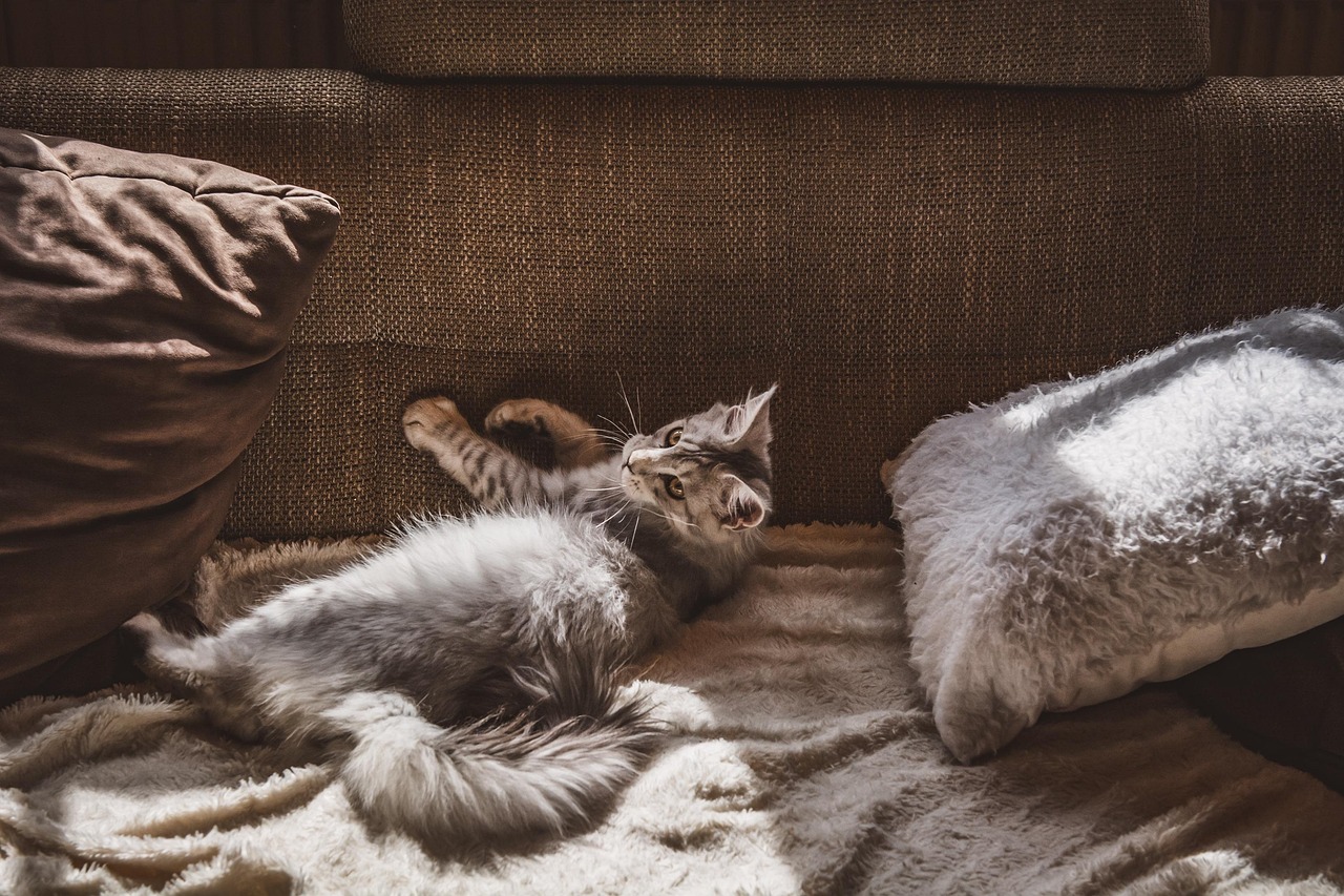 Filhote de gato recebendo carinho em cima de um sofá em ambiente doméstico acolhedor
