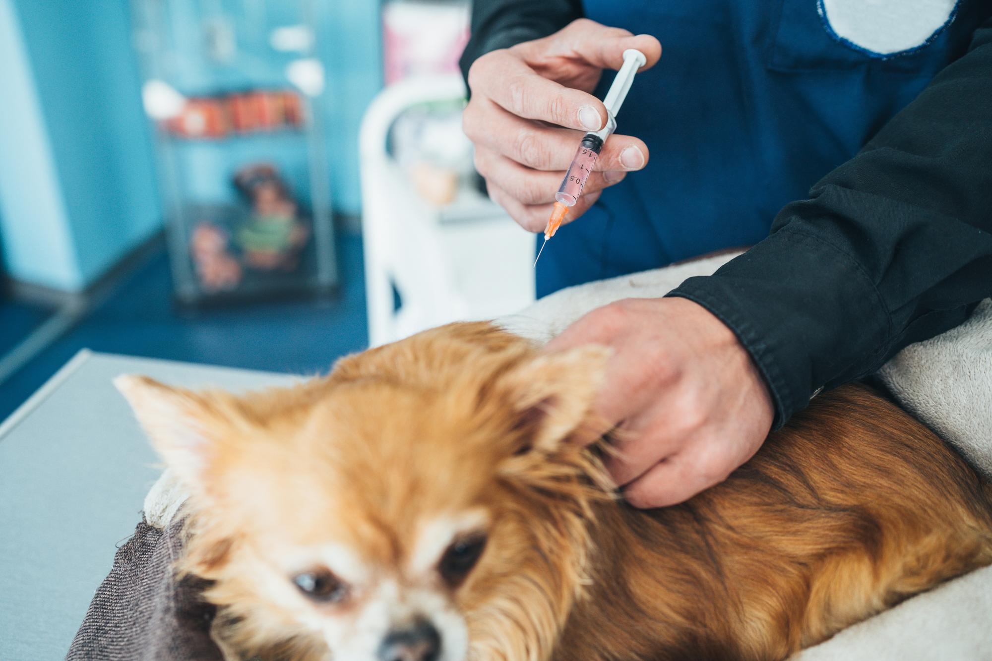 Cão corgi fofo fofo de raça pura deitado na mesa durante o check-up médico
