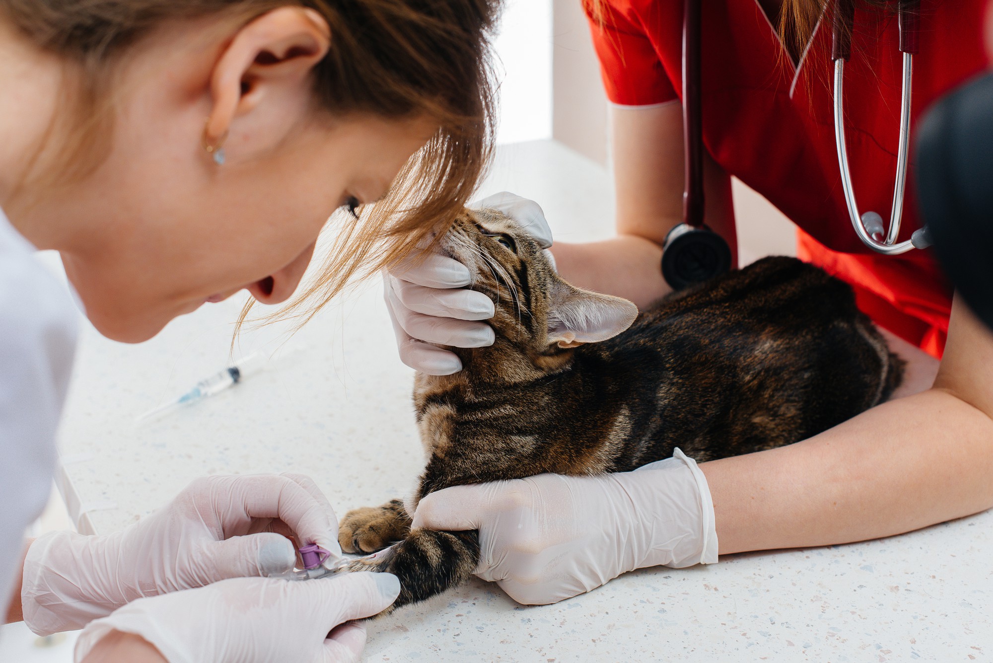 Em uma clínica veterinária moderna, um gato puro-sangue é examinado e tratado na mesa. Clínica veterinária.