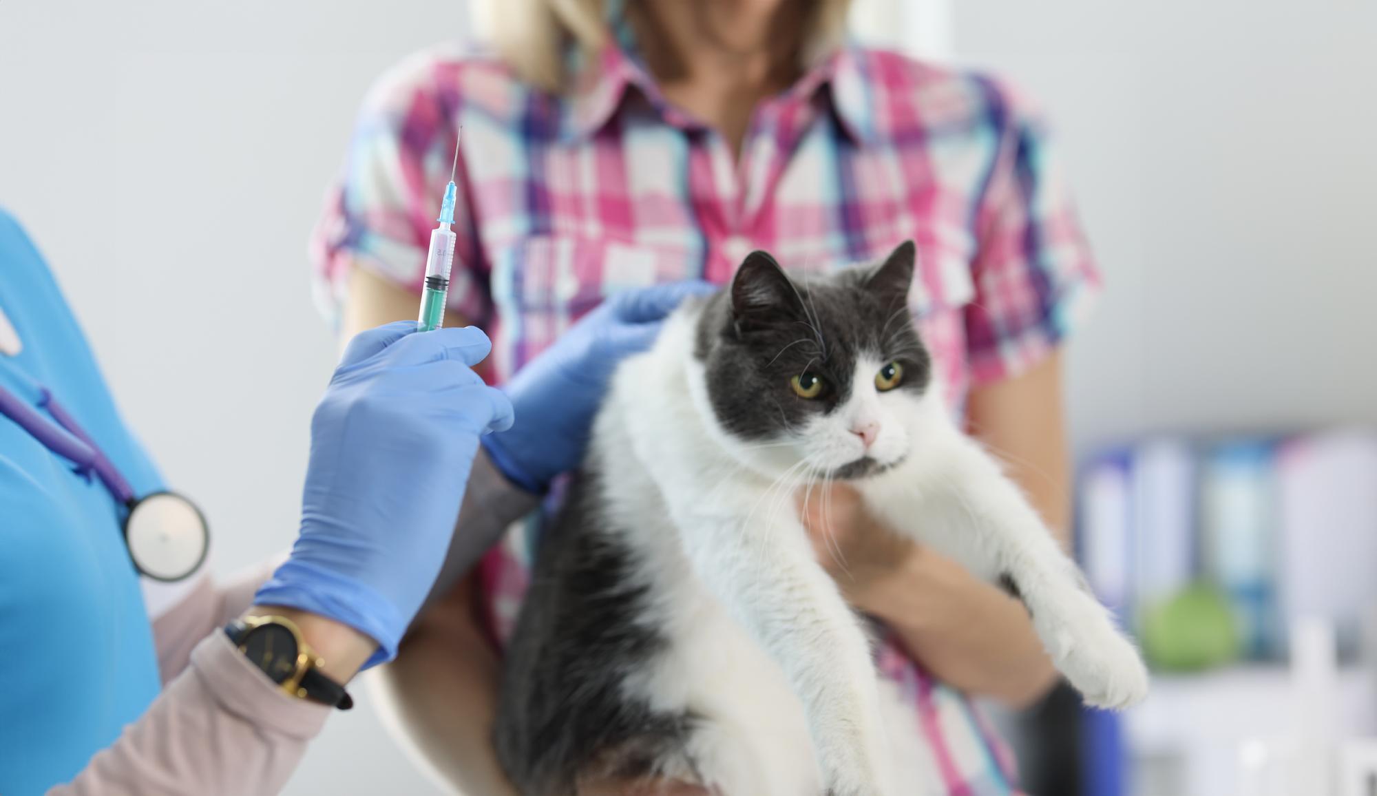 Médico veterinário de luvas dá uma injeção no gato