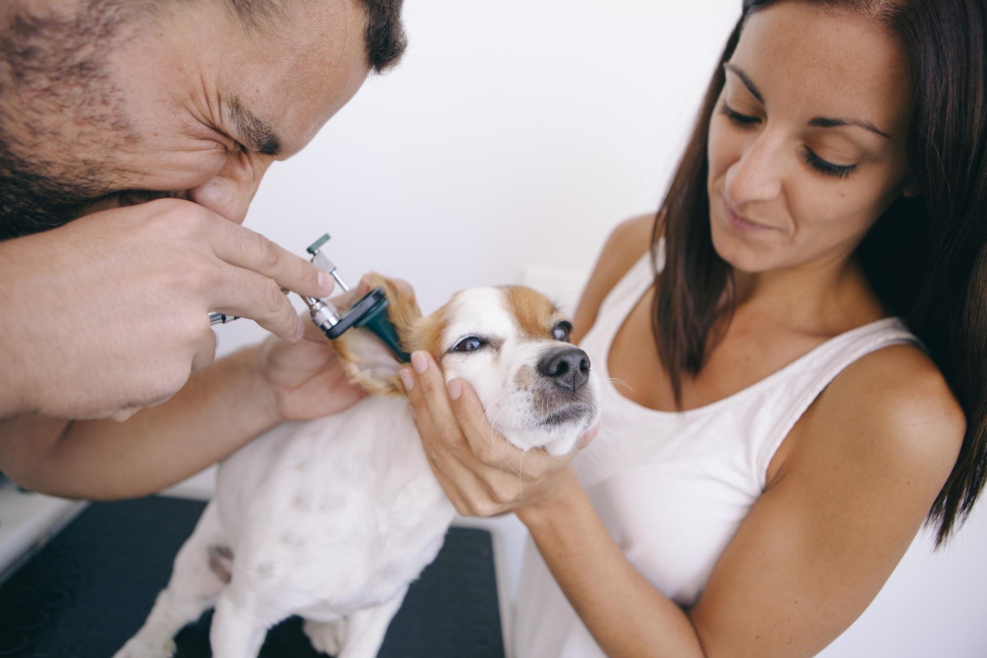 Veterinário examinando a orelha de um cachorro mantida por uma mulher no hospital