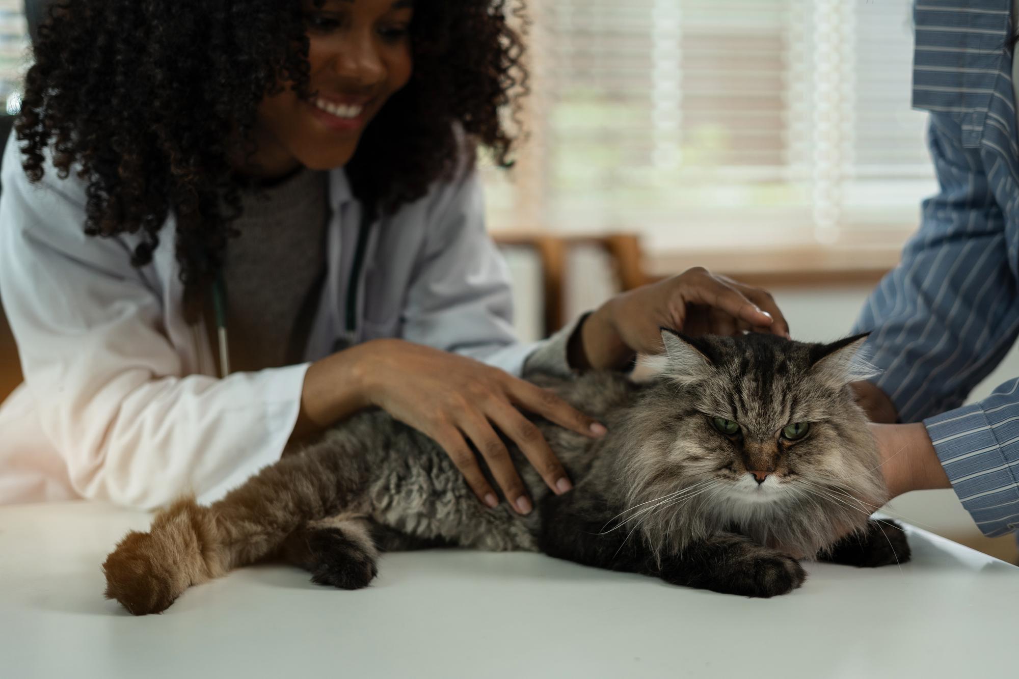 Médica veterinária usando estetoscópio para clínica veterinária de gatinhos