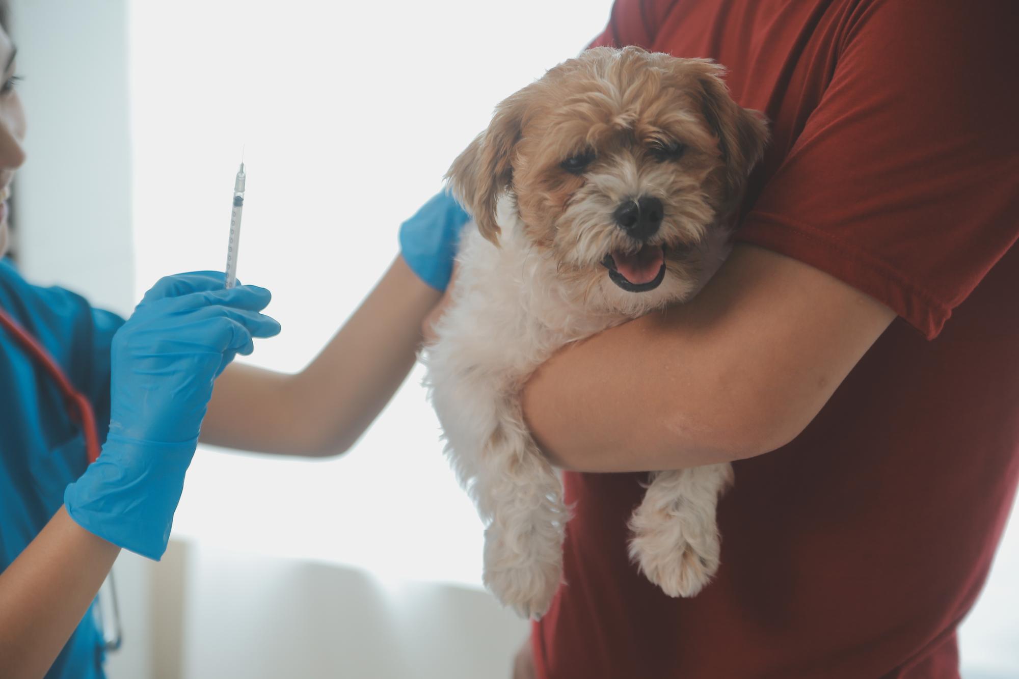 Fotografia em close-up de mãos de veterinário verificando o cão por estetoscópio em uma clínica veterinária