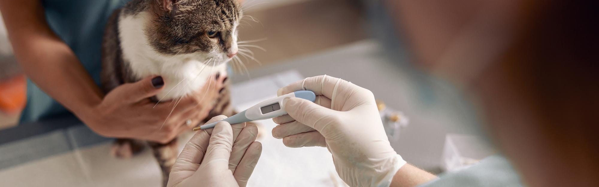 Veterinário em luvas de proteção toma a temperatura de um gato bonito com termômetro digital enquanto a enfermeira ajuda no escritório da clínica em close-up Cuidados médicos de animais de estimação