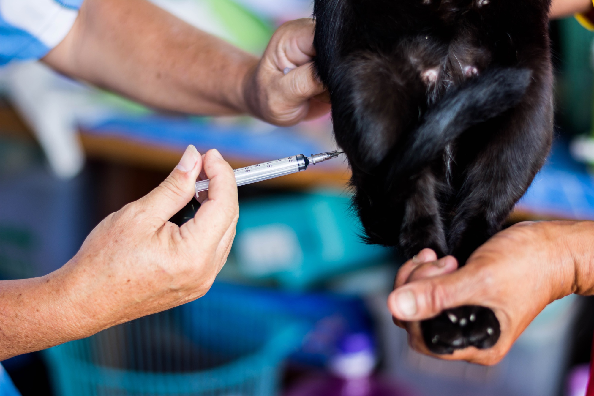 Cirurgia de gatos sob anestesia em esterilização e esterilização cirúrgica.