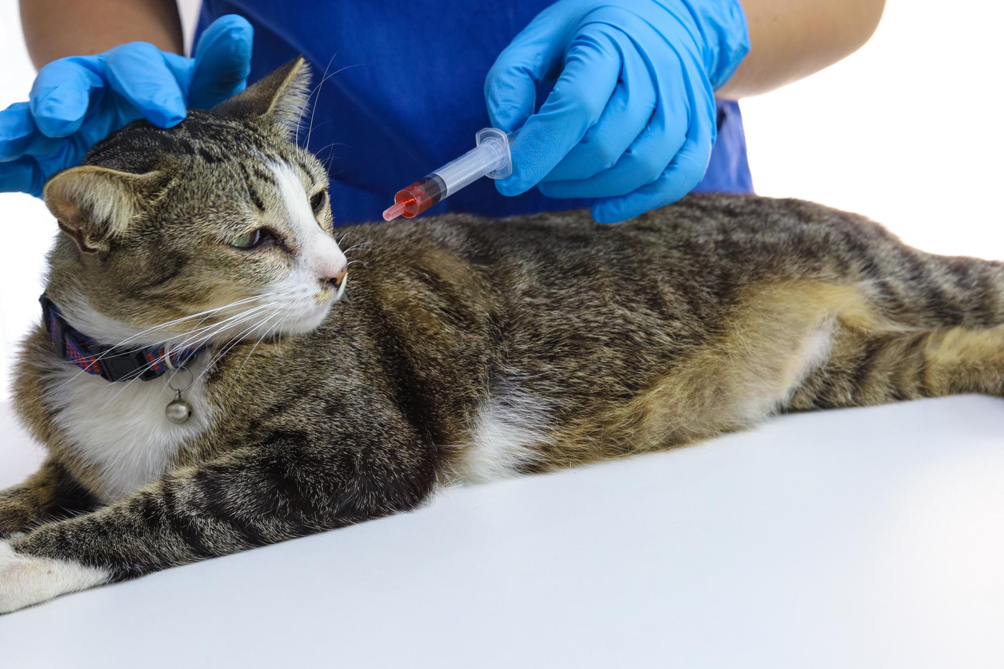 Gato na mesa de exame da clínica veterinária Cuidados veterinários Veterinário e gato