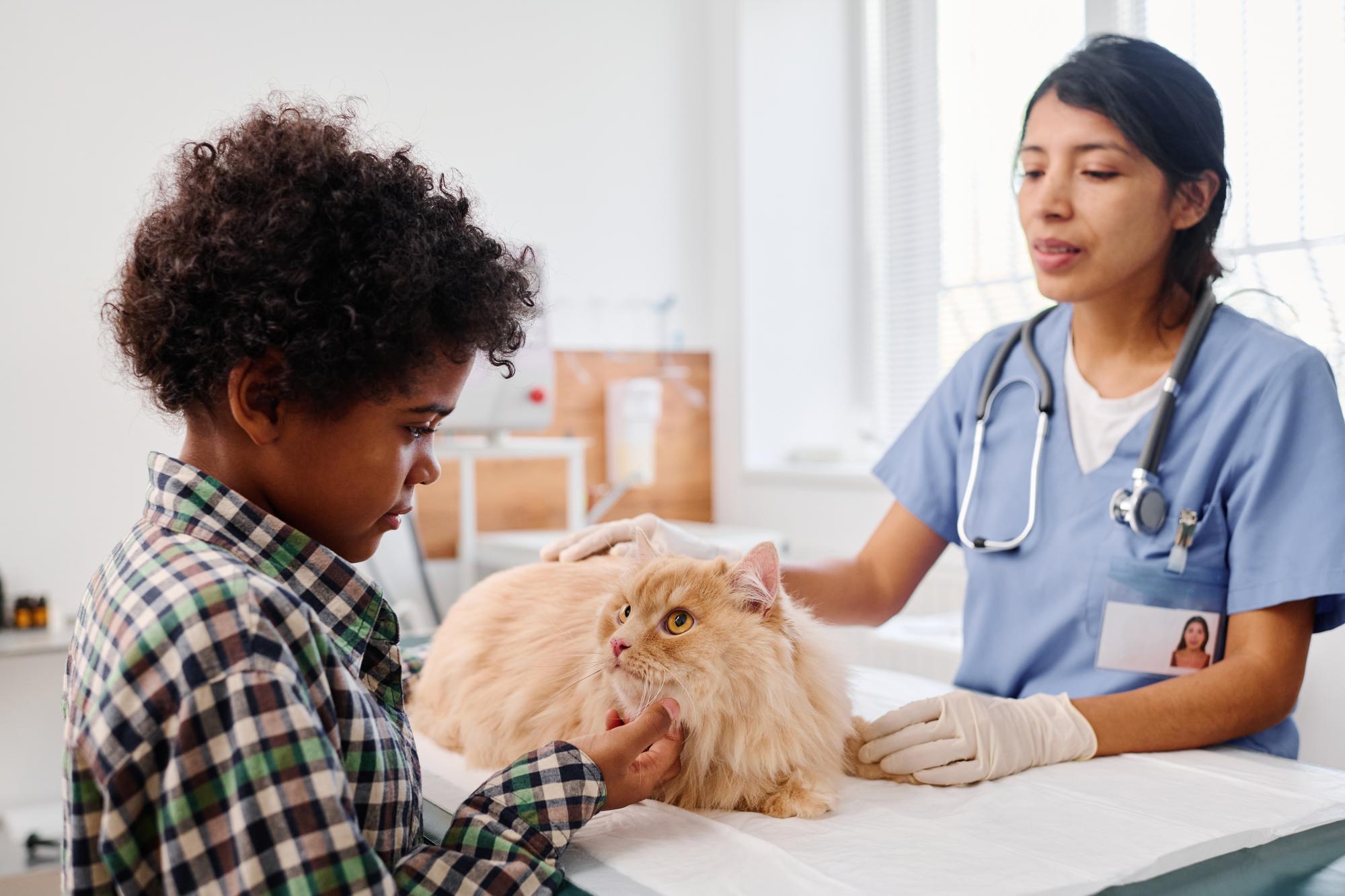 Menino acariciando gato para acalmá-lo