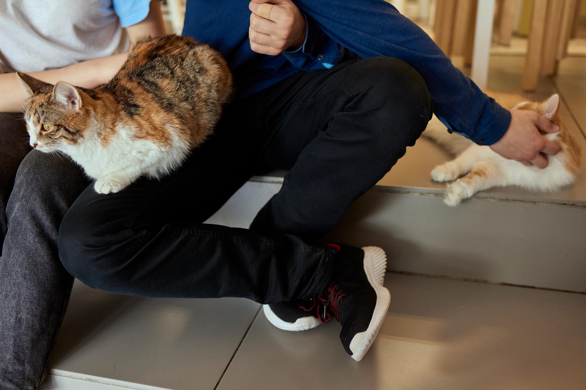Gatinho malhado bonito gato de pêlo curto europeu nas mãos