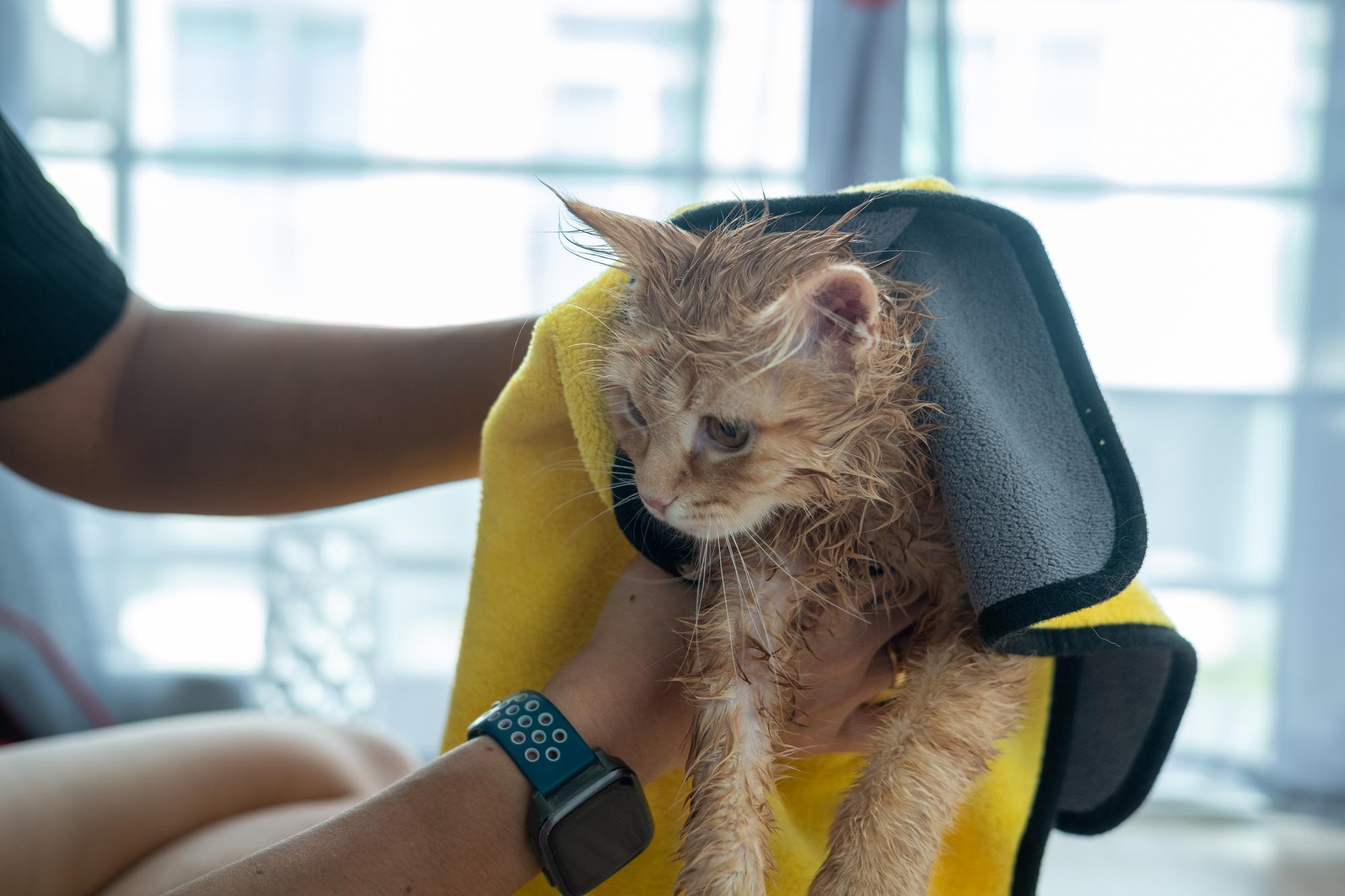 Mão de mulher dando um banho seco a um gato laranja na casa
