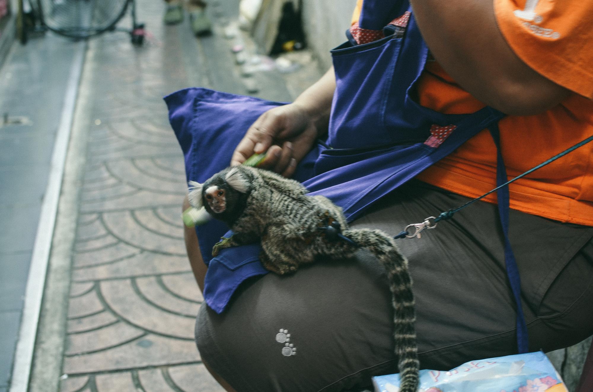 Seção média de um homem segurando um animal