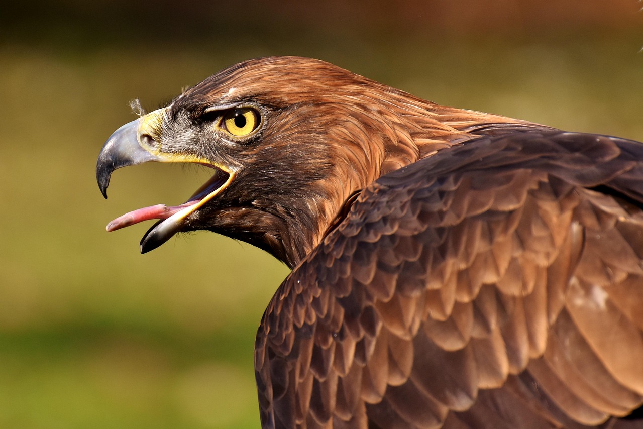 adler, raptor, ave de rapina, natureza, animal, conta, bico, penas, plumagem, cabeça, retrato, mundo animal, animais selvagens, fotografia da vida selvagem, hellabrunn zoo